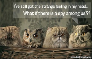 owl-between-cats