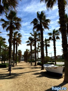 promenada malva rosa valencia