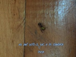 viespe in camera