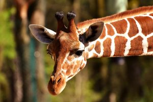 girafa